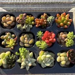 多肉植物 カット苗 セット！