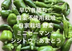 早い者勝ち 農薬不使用栽培 自家栽培 野菜詰め合わせ 野菜セットのサムネイル
