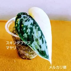 まーちん様 リクエスト 2点 まとめ商品