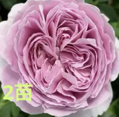 ♡リリー♡様 リクエスト 2点 まとめ商品