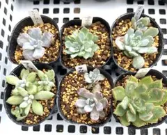 cochan様 リクエスト 2点 まとめ商品