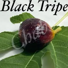 イチジクの良苗。Black Tripe ブラックトライプ（Black Tripe）イチジクの苗 - メルカリ