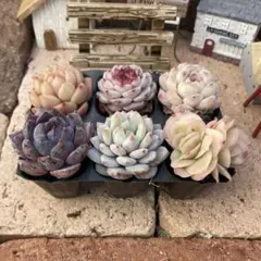 ゆっこ様 リクエスト 2点 まとめ商品