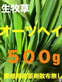 生牧草農薬不使用！オーツヘイ✨ネコポス箱込み500g以上 小動物おやつ