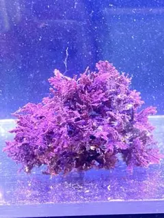 ジジテト様 リクエスト 2点 まとめ商品