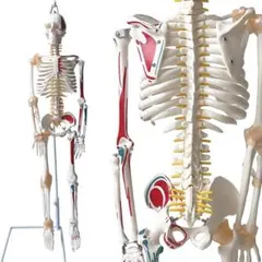 京都科学 片側 人体解剖模型 J−100形 筋肉 骨格 腕 脚 脳 頭部 セット