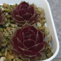 くろまめ様 リクエスト 2点 まとめ商品