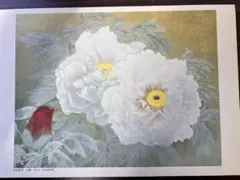 富貴草 榊原紫峰 - メルカリ