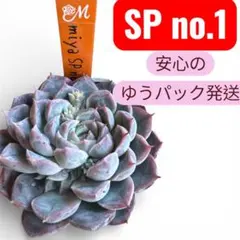 Paris様 リクエスト 2点 まとめ商品