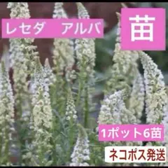 Rhapso*様 リクエスト 2点 まとめ商品