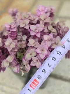 관상용 식물 칼리시아 로사토 핑크 칼리시아 2cm 약 10컷