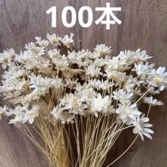 訳あり　スターフラワー　ブロッサム　100本