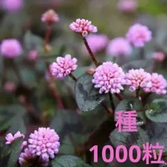 ヒメツルソバ(ポリゴナム)１０００粒以上・丸くポンポン可愛い・初心者向