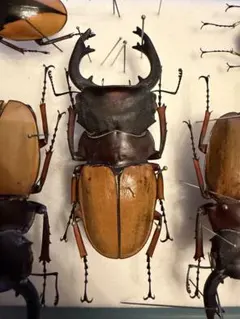 コーカサスオオカブト ヘラクレスオオカブト オス×4 標本 - メルカリ