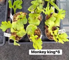 ビカクシダ P. ridleyi Monkey Kingのサムネイル