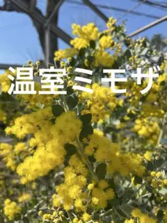 【chikitaanu様専用】パールアカシア 80サイズ 保水あり ミモザ