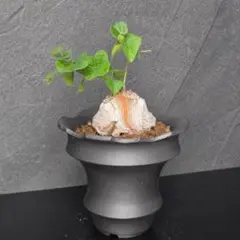 縦割れ凄いぞ✨️亀甲竜✨️モンタナ✨️アフリカ亀甲竜変種のサムネイル