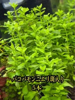 ハーブ農家直送】タイム（ロンギカウリス）56ポット セット 数量変更