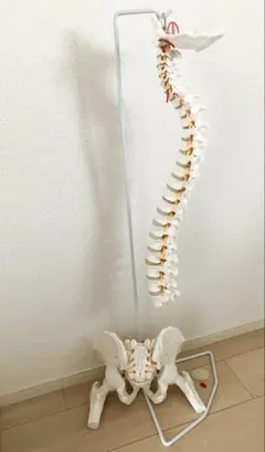 u*d様 人体模型 上腕　足　大腿骨　脛骨　ボーンモデル u*d様 人体模型 上腕 足 大腿骨 脛骨 ボーンモデル - メルカリ