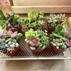 5個セット➕差し替え用♡多肉植物寄せ植え♡そのまま飾れる♡