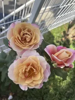 りの★プロフィール見て下さい様専用