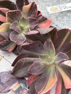 マナさん確認用❤️速達追加❤️他の方はお買い上げにならないようお願いします。