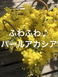 パールアカシア 60サイズ ミモザ 真珠葉 フレッシュ