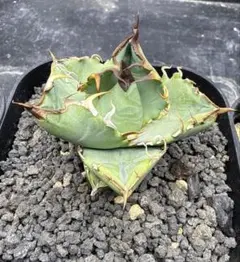 2026年最新】オテロイ 実生 斑入りの人気アイテム - メルカリ