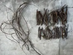 キウイ　蔓　枝　またたび　オーガニック　無農薬　アレンジメント　リース　かじり