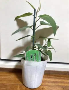 ユーカリ　レモン　苗　苗木