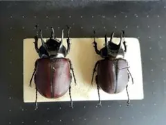野外品 ジャワ コーカサスオオカブト 標本 - メルカリ