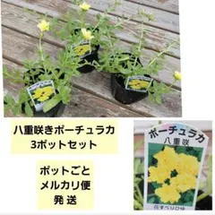ポットごと発送】桃色×3ポット 八重咲き ポーチュラカ ピンク - メルカリ