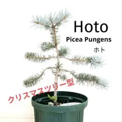 2026年最新】針葉樹マニアの人気アイテム - メルカリ