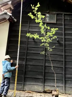 2025年最新】山採り ヤマコウバシの人気アイテム - メルカリ