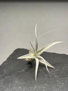 送料込み❗️希少チランジアストラミネアのXXL特大株ですとても美しい銀葉種です‼️1 PLANCHU エアプランツ ティランジア ストラミネア XXXLサイズ 1