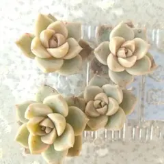 多肉植物 白牡丹 カット苗