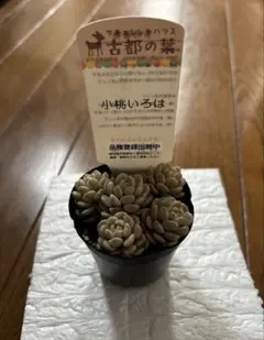 古都の葉さん 小桃いろは 札付き・抜き苗 メルカリ便 古都の葉さん 小桃いろは メルカリ便 札付き・抜き苗 小桃いろは