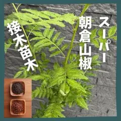 スーパー朝倉山椒 枯れにくく　強い　接木苗木のサムネイル