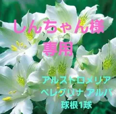 しんちゃん様 リクエスト 4点 まとめ商品