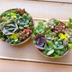 ②【メルカリ便】多肉植物　寄せ植え　そのまま飾れる　セダム【2個】