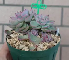 Taku様 リクエスト 2点 まとめ商品