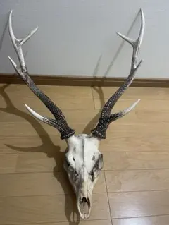 鹿の頭骨 50cmの角