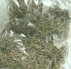 スパニッシュモス