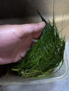 水草 ヘアーグラス 　ロング　 1束のサムネイル