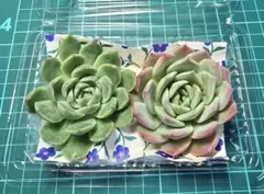 札落ちエケベリア2種セット