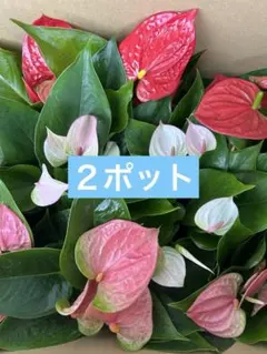 2025年最新】アンスリウム ピンクの人気アイテム - メルカリ