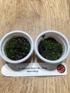 willinckii dwarf OMG　胞子培養　タッパー　ビカクシダ ビカクシダ P.willinckii dwarf 'OMG' 前葉体 管理③ - メルカリ