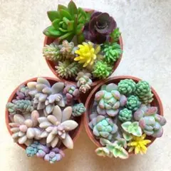 多肉植物 カット苗詰め合わせ セダム ②