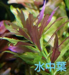 あや様 リクエスト 3点 まとめ商品