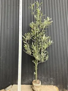 オリーブの木 カラマタ 挿木苗 - メルカリ